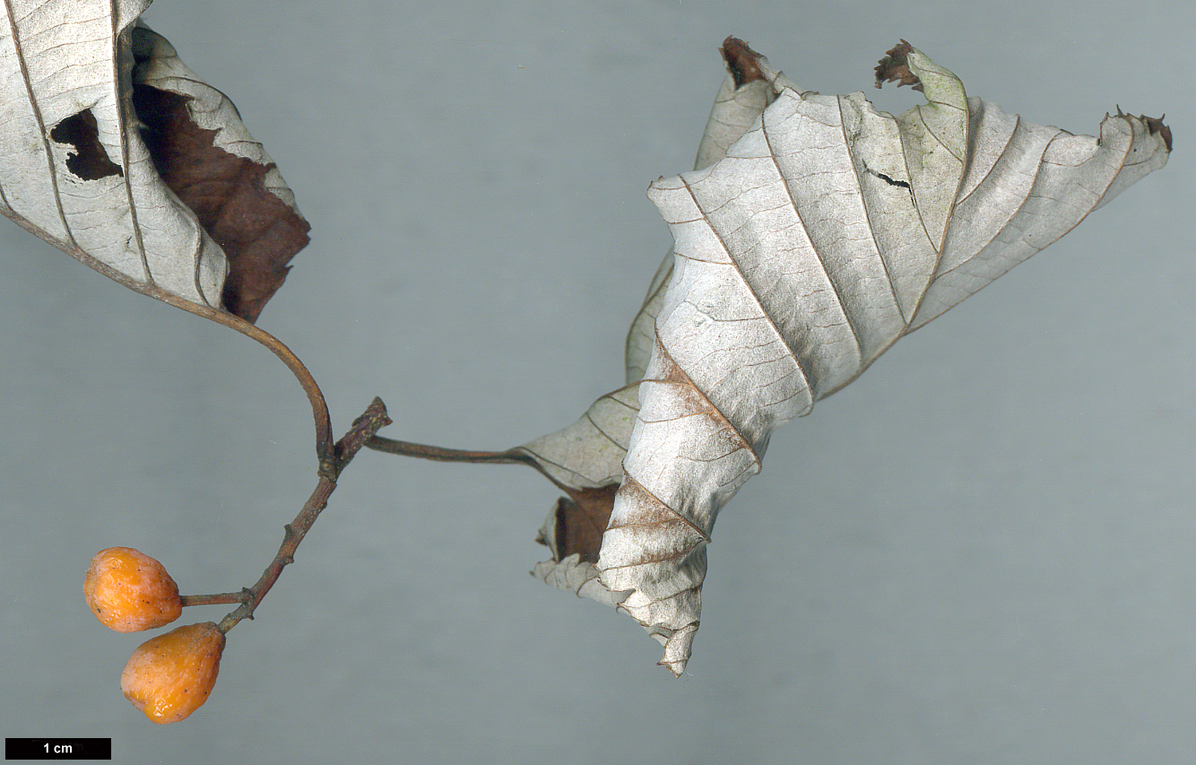 High resolution image: Family: Rosaceae - Genus: Sorbus - Taxon: japonica - SpeciesSub: var. calocarpa